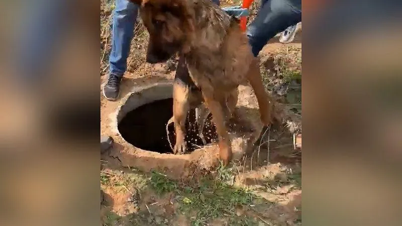 Собаку, провалившуюся в колодец, спасли в окрестностях Дмитрова