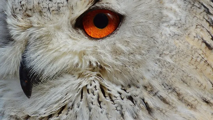 Фото: pxhere.com