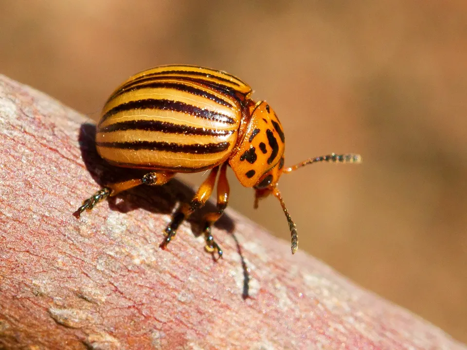 Фото: freepik.com