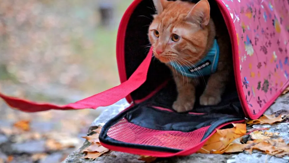 Фото: REGIONS/Максим Зубарев