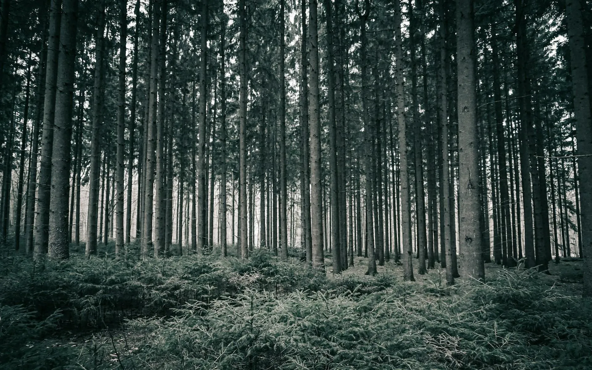 Kilian Kremer