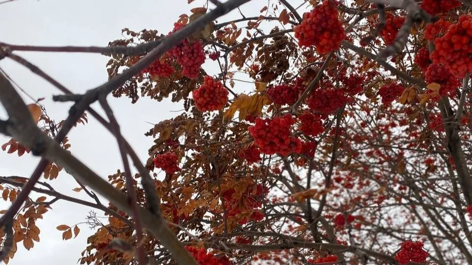 Фото: REGIONS/Мария Толстикова