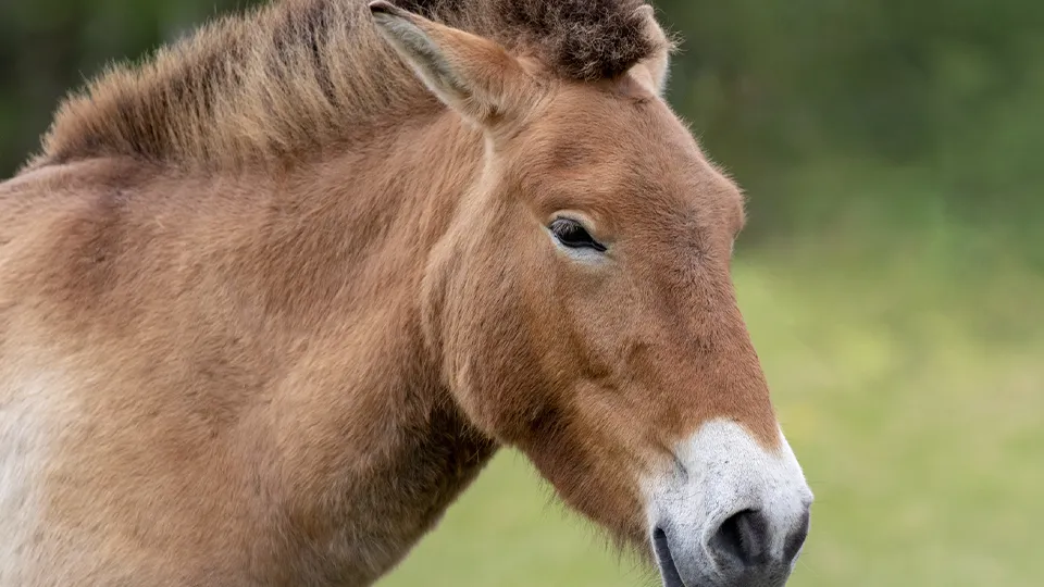 Фото: istockphoto.com/Rixipix