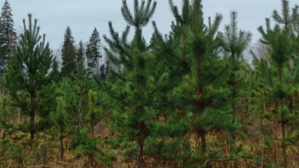 Фото: Комитет лесного хозяйства Московской области