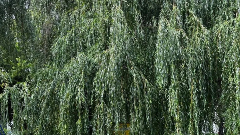 Фото: пресс-служба администрации г.о. Кашира