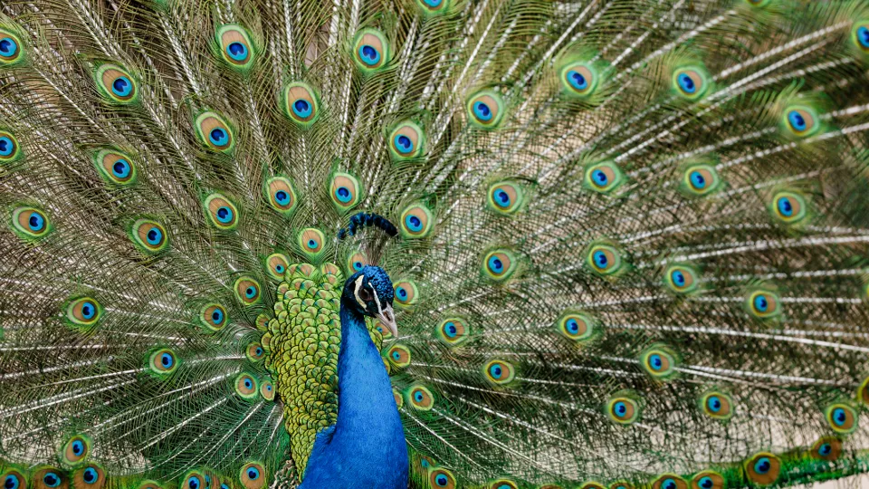 Фото: TASS/Picture-Alliance/Thomas Trutschel