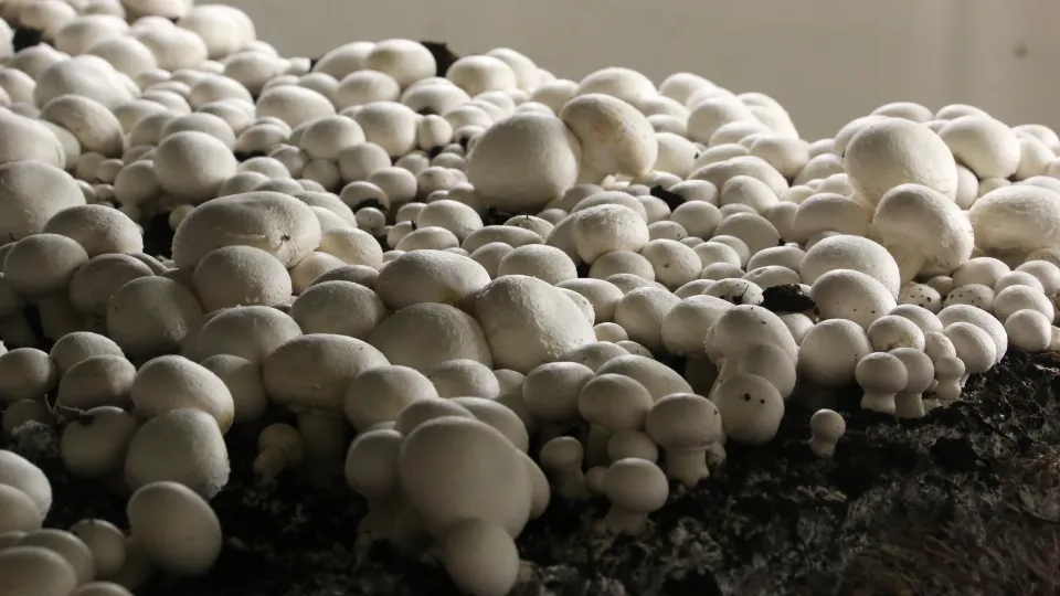 Фото: Министерство сельского хозяйства и продовольствия Московской области