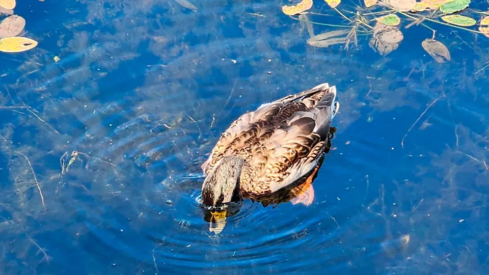 Фото: Роман Савельев