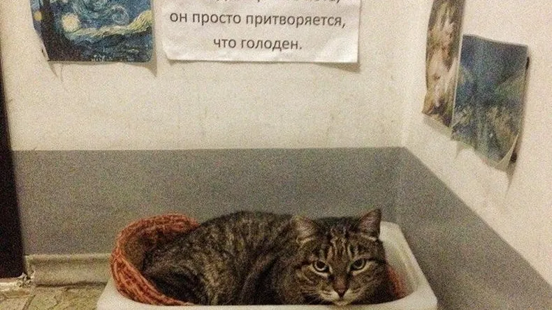 Кот-любитель картин Ван Гога поселился в Раменском