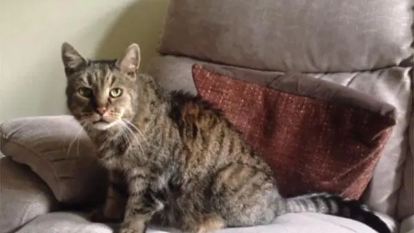 В Великобритании скончался кот, которому было 32 года