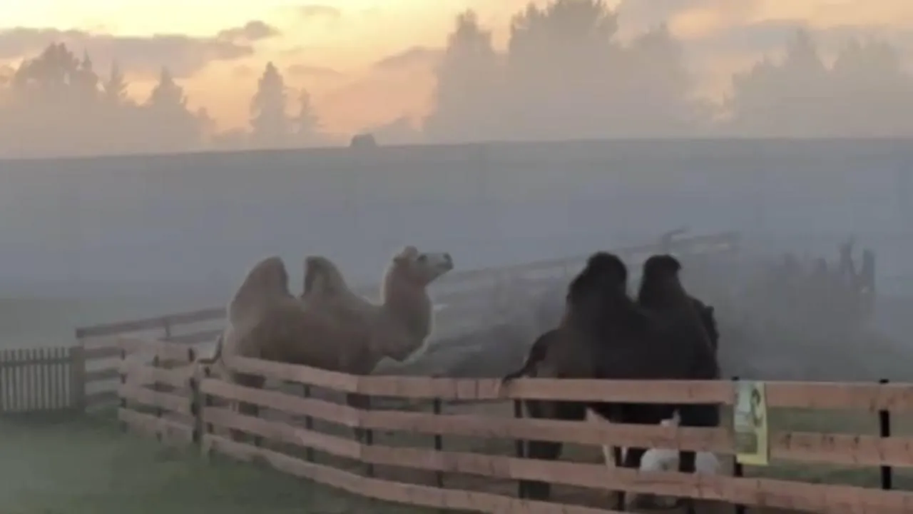 фото: соцсети