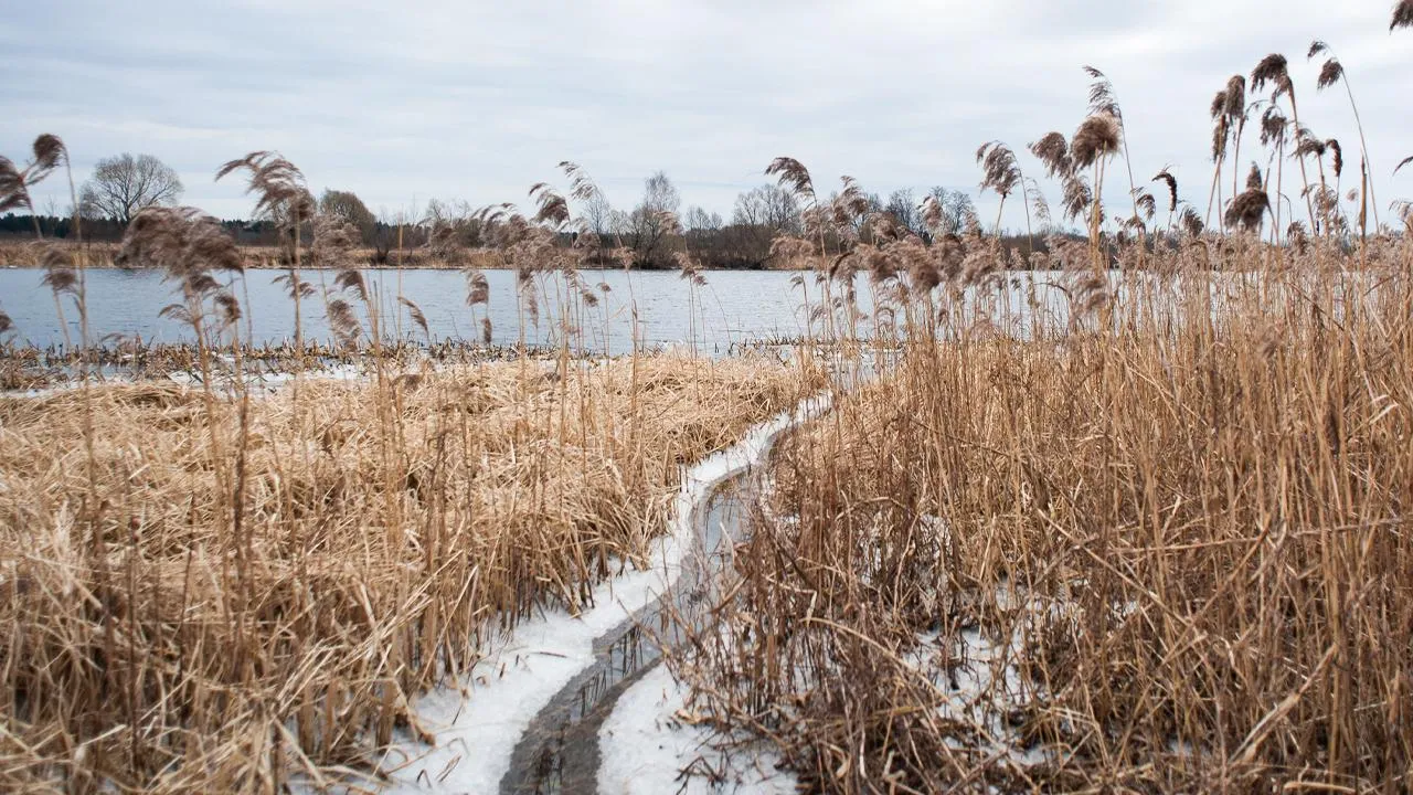 медиасток.рф
