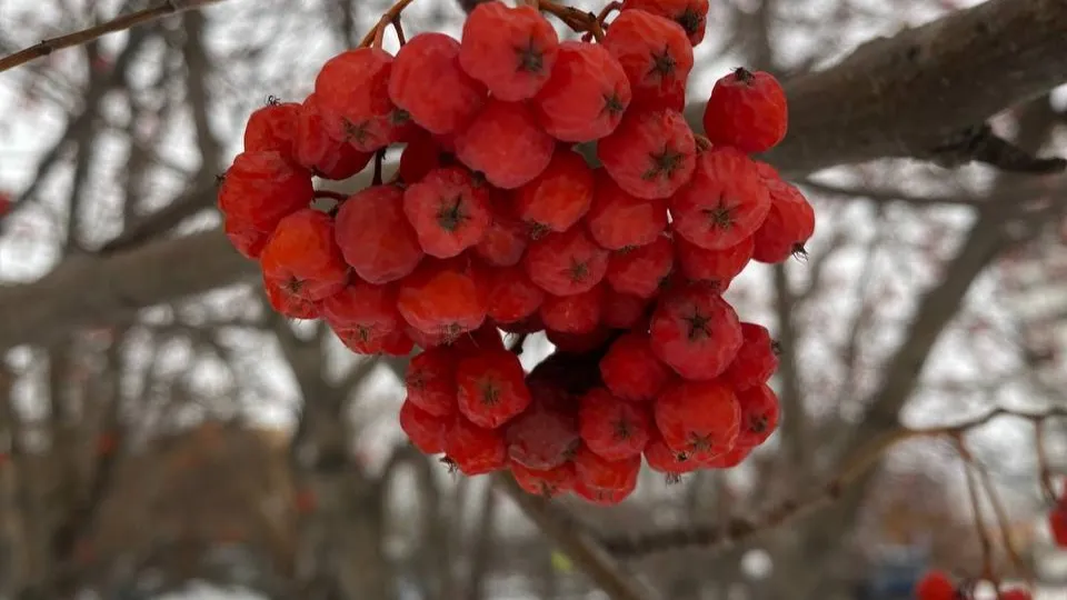 Фото: REGIONS/Мария Толстикова