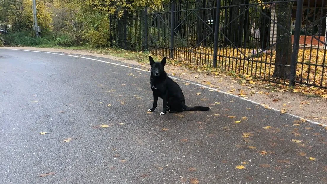 Фото: Такой Можайск / ВКонтакте