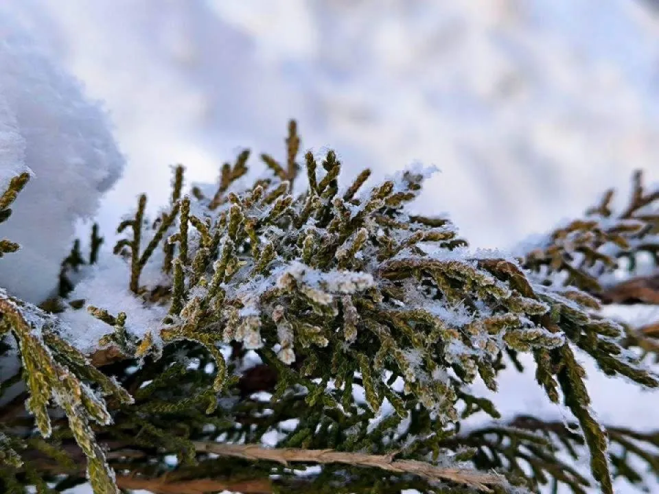 Москву и Подмосковье ждет погодный сюрприз на 8 Марта: снег, гололедица и потепление до +5 градусов
