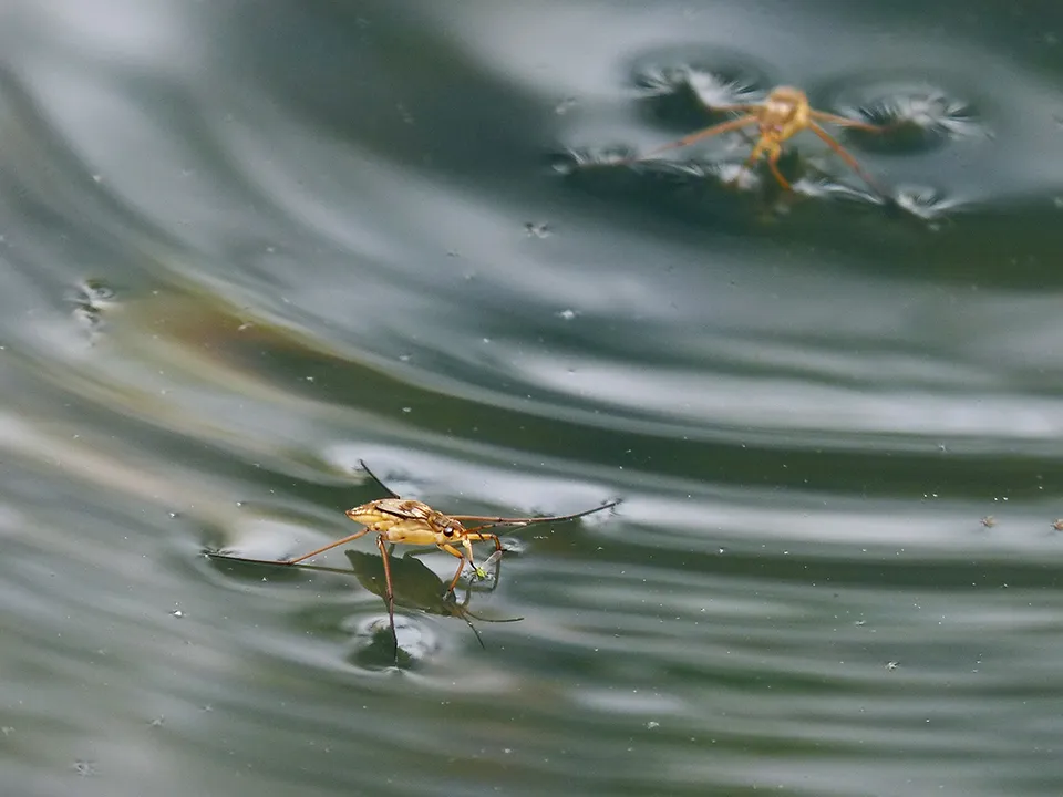 Фото: pxhere.com