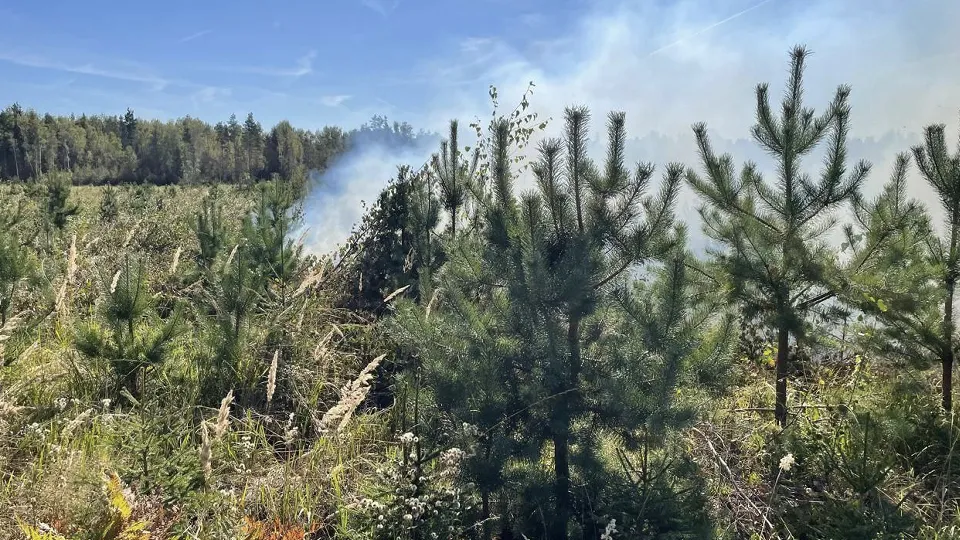 Фото: Комитет лесного хозяйства МО