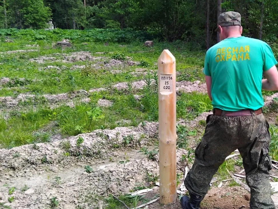 Фото: ГКУ МО «Мособллес»