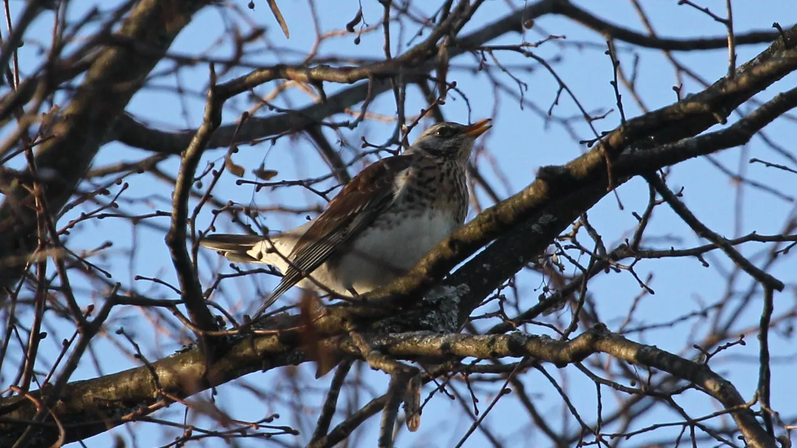 В Ленинском пройдут экопрогулки «Весенние птицы старой усадьбы»