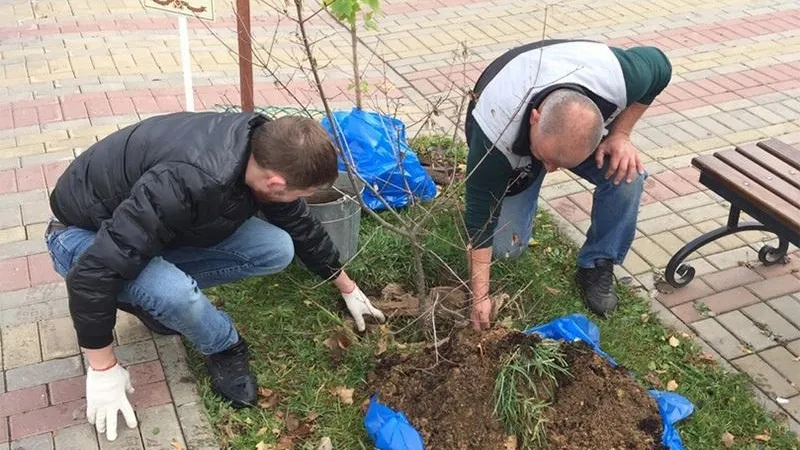 Вандал, сломавший деревья на Аллее Славы в Наро-Фоминске, посадил новые