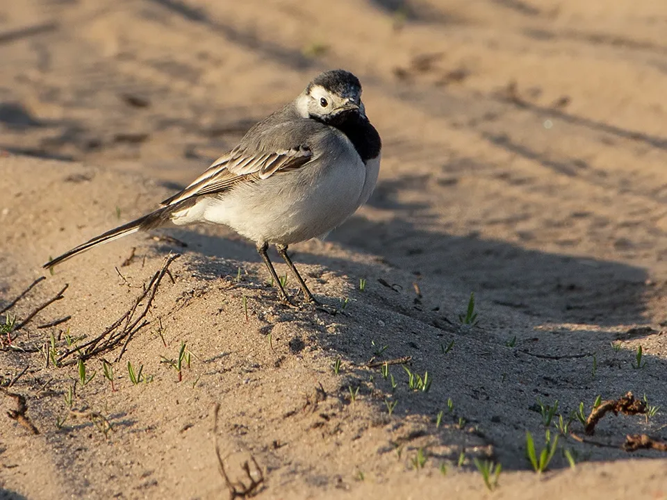 Фото: Антон Кондратюк