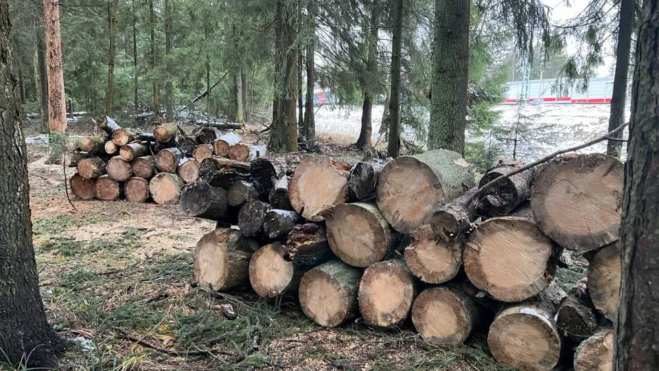 Фото: Комитет лесного хозяйства  Московской области