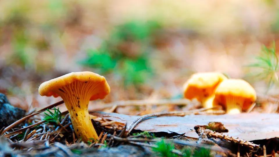 Фото: pxhere.com