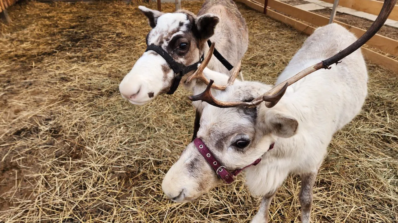 Фото: МедиаБанк Подмосковья/Евгения Герасимова
