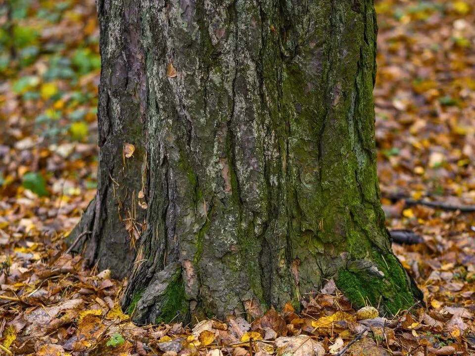 Опасность рядом: клещи могут попасть в дом с питомцами и заразить без укуса