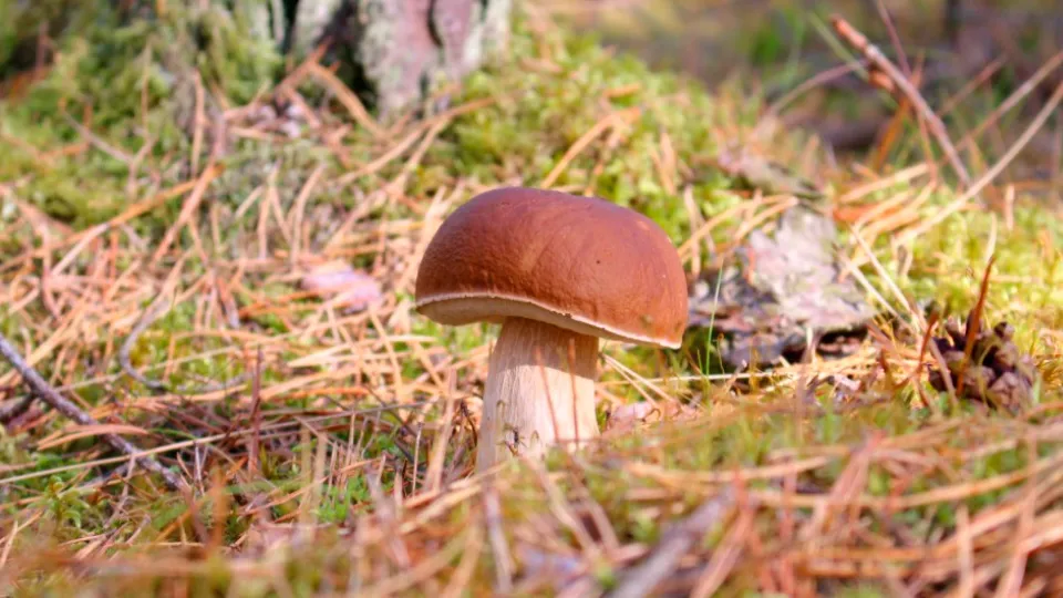 Фото: pxhere.com