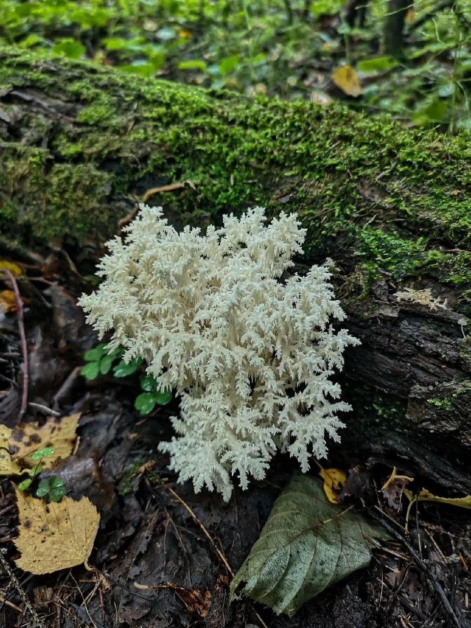 Министерство экологии и природопользования Московской области