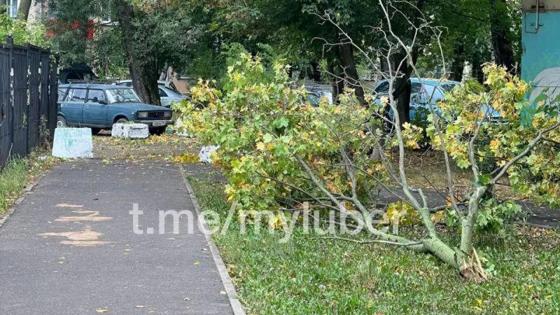 Две женщины пострадали от упавшего дерева в Люберцах