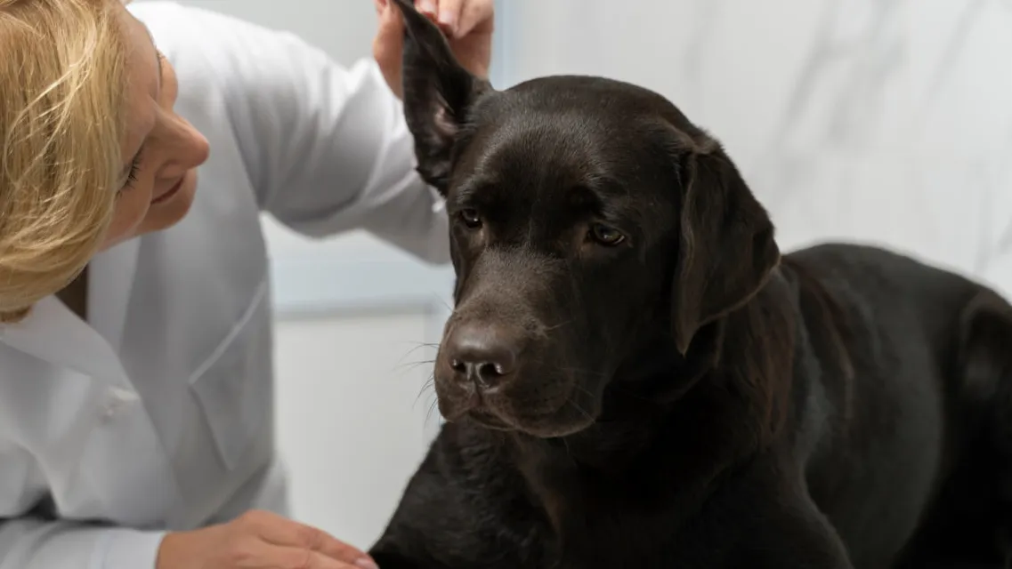 Фото: freepik.com