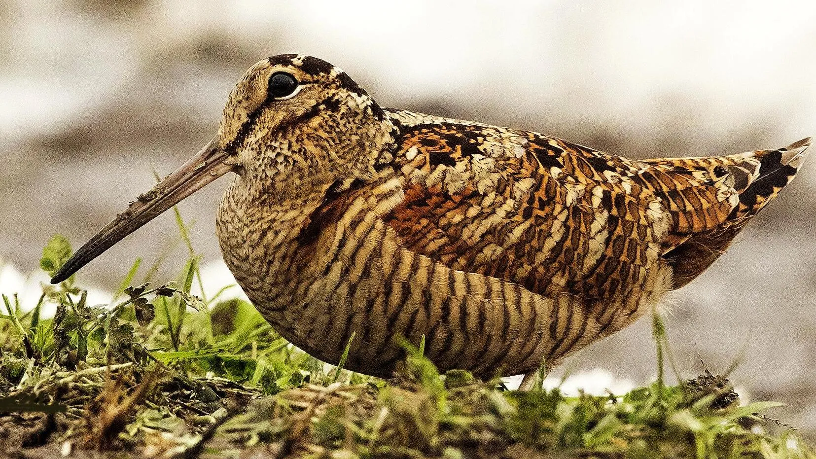 Фото: Медиаархив МО