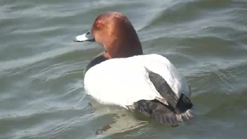 ПФ «Верховье»