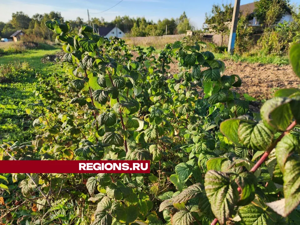 REGIONS/Яна Шаливская