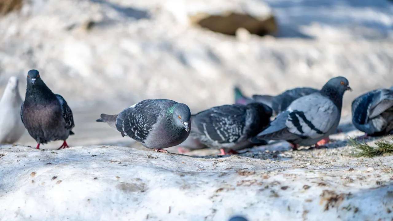 istockphoto.com/iloliloli