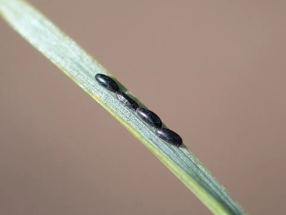 Фото: vk.com/Ода грязным сапогам
