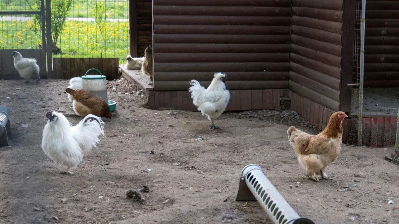 REGIONS/Наталья Надточая