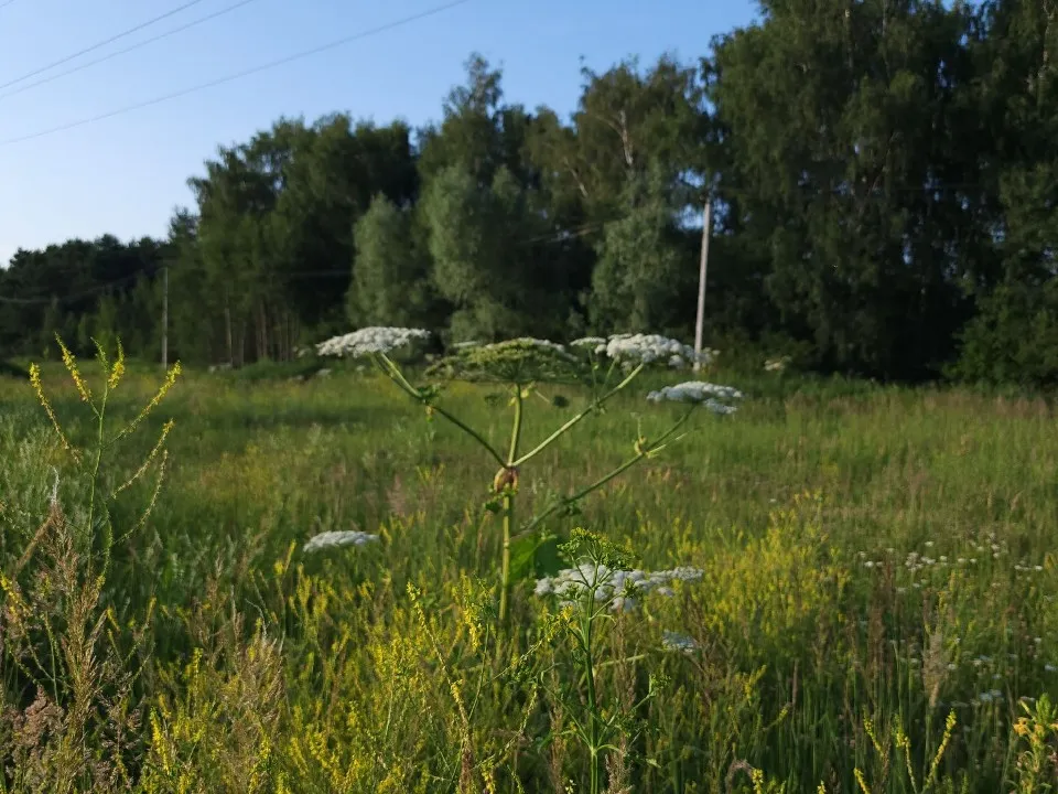 Фото: МедиаБанк Подмосковья/Ксения Пашуто