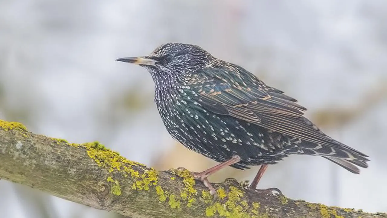 личный архив Елены Швыдун