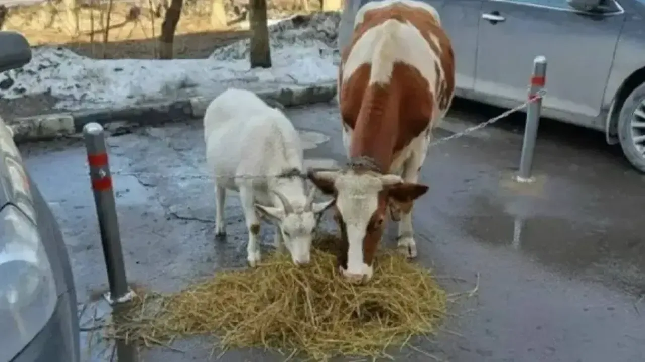 Необычный случай с животными произошел в Апрелевке: вместо парковки образовалась ферма