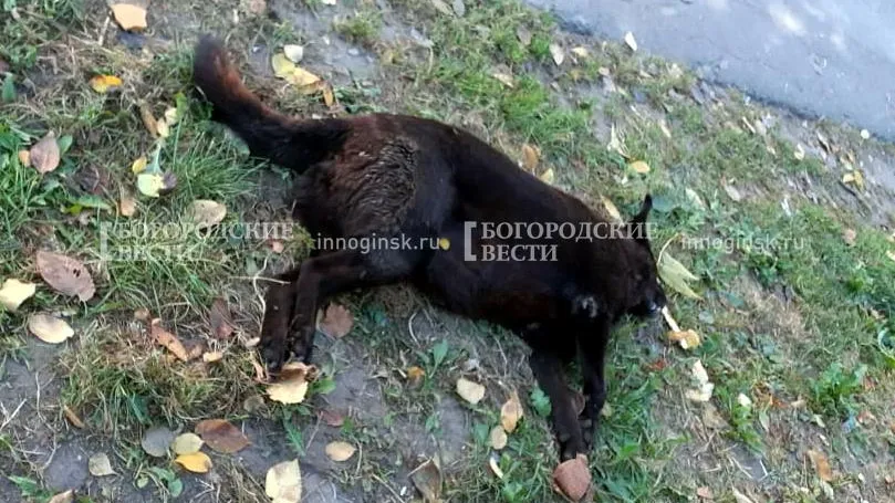 Фото предоставлено волонтерами