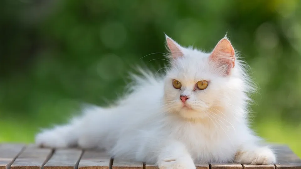 Фото: freepik.com