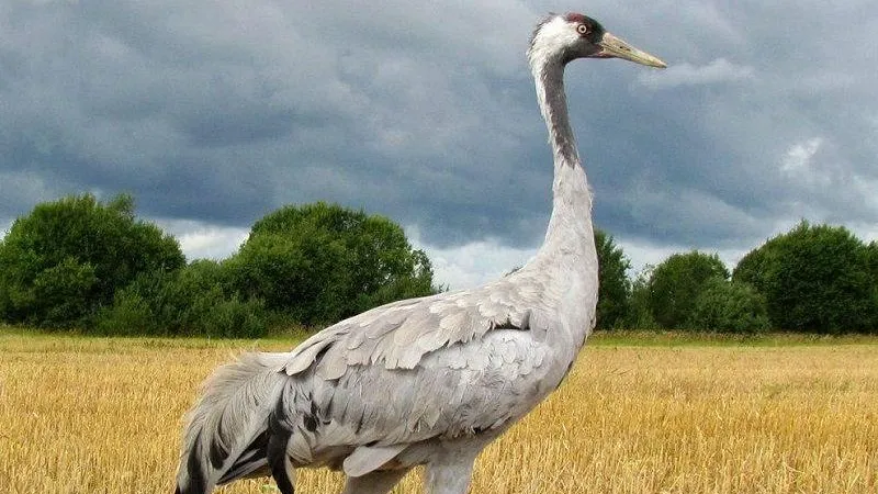 Русское общество сохранения и изучения птиц имени М. А. Мензбира