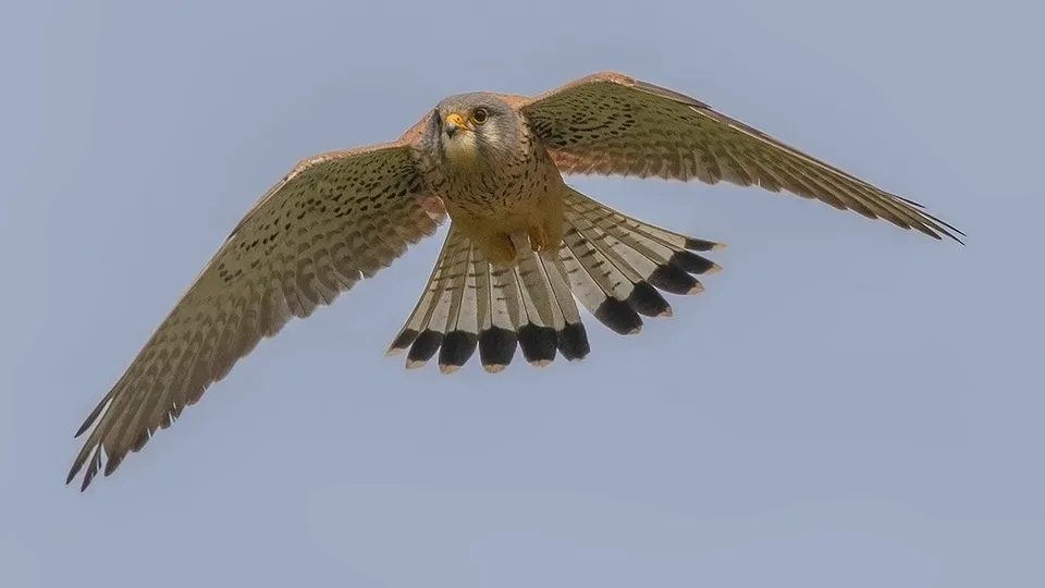 Фото: vk.com/Птицы Москвы и Подмосковья