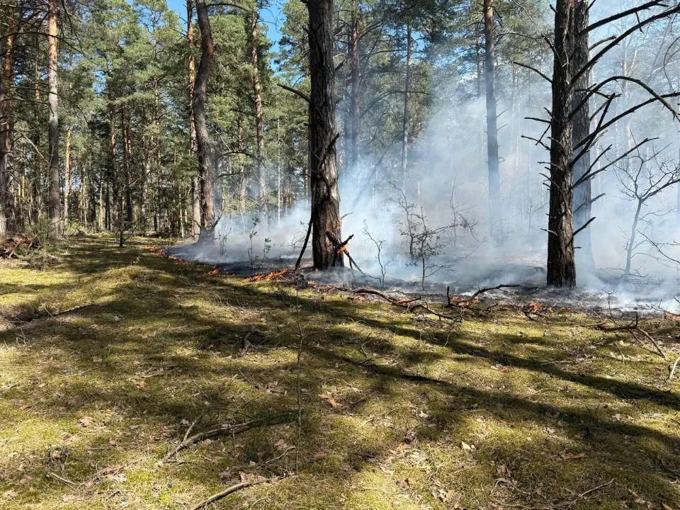 Фото: Комитет лесного хозяйства Московской области