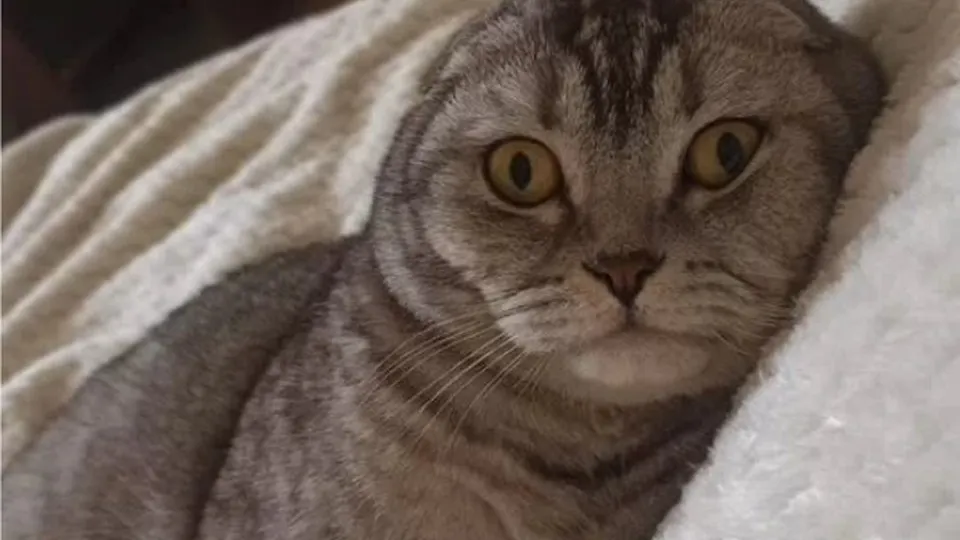 Фото: городская доска объявлений