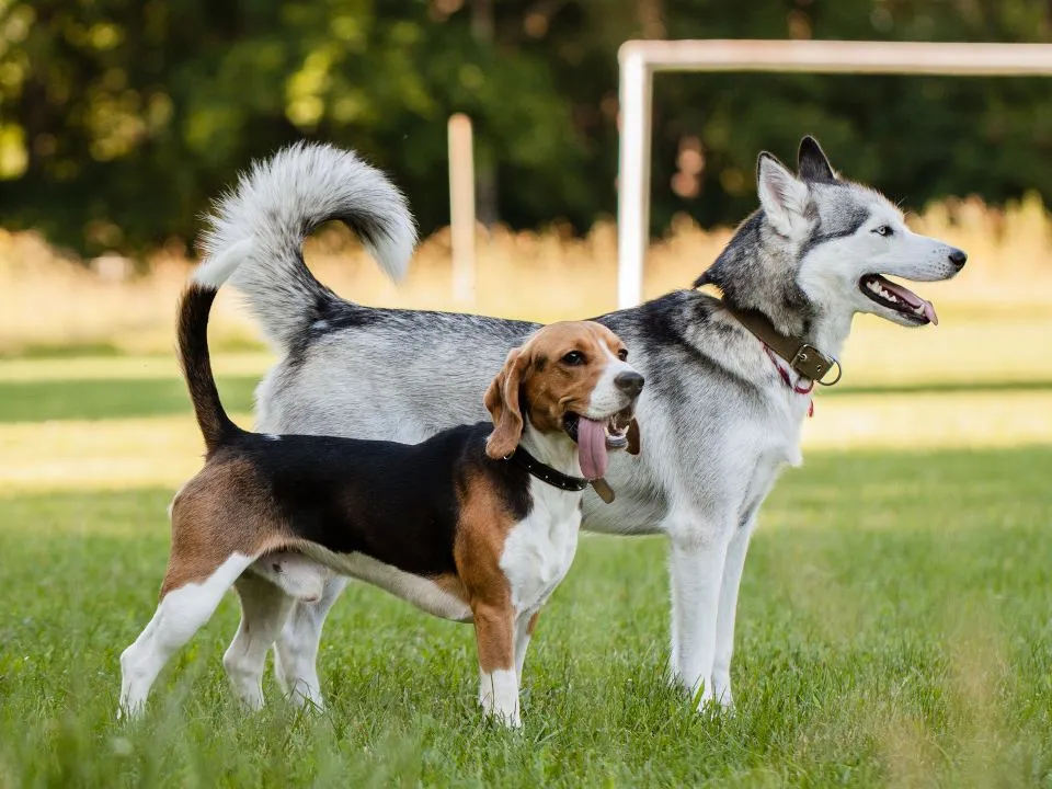 Фото: istockphoto.com/SVPhilon