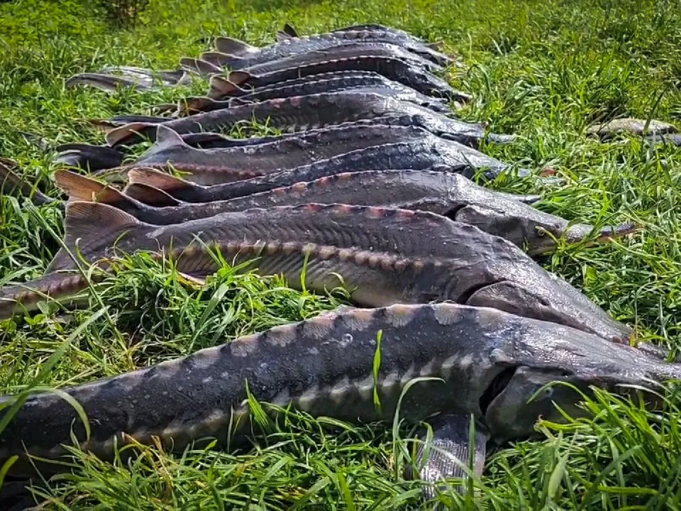 Фото: МедиаБанк Подмосковья/Ольга Антонова